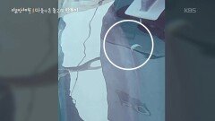 섬박이 붐비는 바다에는 안목이를 위한 안전한 자리는 없다 | KBS 260319 방송 