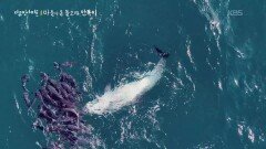 사람과 돌고래의 터전은 가깝게 겹쳐져 있다 | KBS 260319 방송 