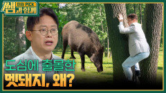 도심에 출몰한 멧돼지, 왜? | KBS 260531 방송 