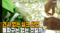 견사 없는 실크 산업, 돌파구는 없는 것일까? | KBS 251019 방송 
