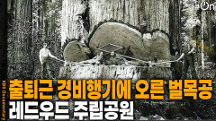 레드우드 주립공원, 출퇴근용 경비행기에 오르는 벌목공 | KBS 251025 방송 