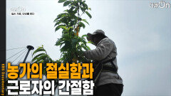 농가의 절실함과 근로자의 간절함 | KBS 251026 방송 