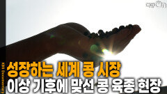 지속적으로 성장하는 세계 콩 시장 | KBS 251130 방송 