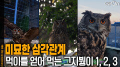 미묘한 삼각관계, 먹이를 얻어먹는 그지붱이 1, 2, 3 | KBS 260110 방송 