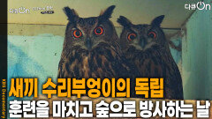 새끼 수리부엉이의 독립, 숲으로 방사하는 날 | KBS 260110 방송 