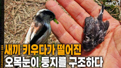 새끼 키우다가 떨어진 오목눈이 둥지를 구조하다 | KBS 260704 방송 