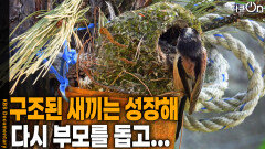 구조된 새끼는 성장해 다시 부모를 돕고... | KBS 260704 방송 