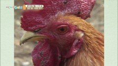 [다섯손가락] 믿기 힘든 동물 이야기 1위의 주인공은?! | KBS 210929 방송