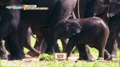 [걸작동물극장] 아기 코끼리 덤보가 돌아왔어요! | KBS 211006 방송