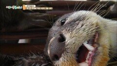 [걸작동물극장] 왜 나만 미워해? 막내 수달의 가출 소동! | KBS 211013 방송 