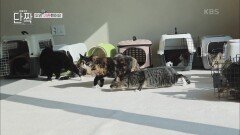이사 온 첫날 고양이들의 반응은?! | KBS 231202 방송