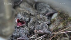 4월은 새들에게 잔인한 한 달... | KBS 230218 방송