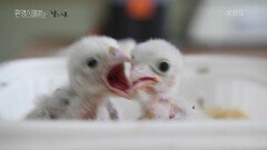 아파트에서 구조해온 아기 새들 | KBS 230218 방송