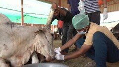 플라스틱 쓰레기를 삼켜 죽는 소가 인도에서 연간 천 마리가 넘는다 | KBS 230304 방송