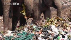 인간이 버린 쓰레기를 먹고 있는 코끼리들 | KBS 230304 방송
