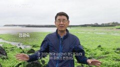 제주도 해변이 외래종 갈파래로 위협당하고 있다 | KBS 230304 방송