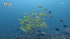 자연 수족관같은 루손섬 남부에 있는 아닐라오 | KBS 251226 방송 