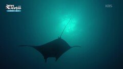 세계 다이버들의 사랑을 받는 블루 커버 포인트 | KBS 260102 방송 