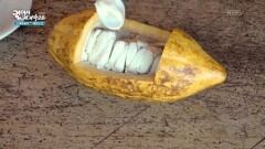 카카오 콩 속 초콜릿의 원료를 맛보다 | KBS 260114 방송 