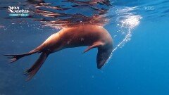 얕은 바다에서 만난 행운의 바다거북 | KBS 260114 방송 