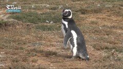 섬 앞에서부터 관광객을 반겨주는 마젤란 펭귄 | KBS 260116 방송 