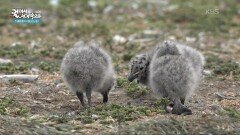 맞벌이 공동육아를 하는 마젤란펭귄 | KBS 260116 방송 