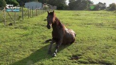 제주도와 비슷한 자연환경을 가지고 있는 이스터섬 | KBS 260124 방송 