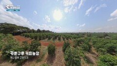 케냐하면 커피, 카룬구루 커피농장 | KBS 260127 방송 