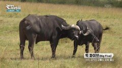 마사이마라 국립공원에서의 사파리 투어 | KBS 260127 방송 