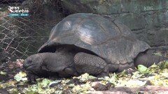 땅에서 사는 창구섬의 알다브라코끼리 거북 | KBS 260127 방송 