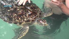 바다거북들과 눈 앞에서 교감할 수 있는 키짐카지해변의 살라암 동굴 | KBS 260127 방송 