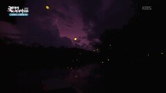 코타키나발루에서 꼭 만나야 하는 명물, 반딧불 | KBS 260127 방송 