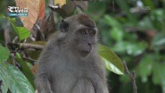 야생동물을 관찰할 수 있는 키나바탕안강 | KBS 260127 방송 