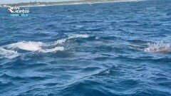 능위해변에서 사람들이 스노클링을 하며 찾는 것? | KBS 260127 방송 