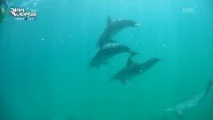 돌고래와 함께 수중 산책을 하다 | KBS 260128 방송 