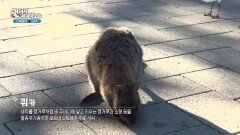 로트네스트섬에서 만난 귀여운 쿼카 | KBS 260128 방송 