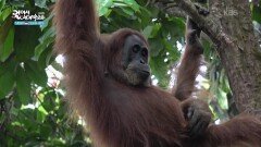 멸종 위기에 처한 야생 오랑우탄이 있는 구눙 루세르 국립공원 | KBS 260129 방송 
