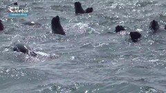 보트를 타던 중 물개 때와 마주치다! | KBS 260205 방송 