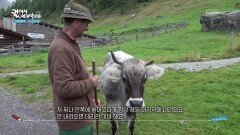 변덕스러운 날씨에 소를 데리러 가는 목동 | KBS 260207 방송 