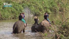 코끼리 투어를 할 수 있는 메뗑 해피 엘리펀트 홈 | KBS 260212 방송 