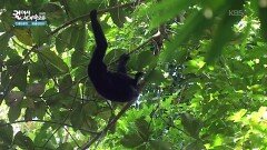 멸종위기의 긴팔 원숭이를 볼 수 있는 라와차라 국립공원 | KBS 260220 방송 