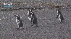 배를 타고 펭귄을 만나러 가다 | KBS 260221 방송 