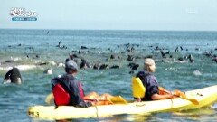 스바코프문트의 바다에서 동물과 함께하는 요트 투어! | KBS 260224 방송 