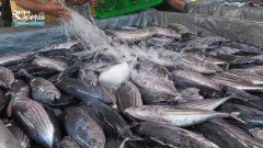 비퉁에서 유명한 가다랑어, 차칼랑 | KBS 260304 방송 