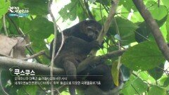 오세아니아 대륙과 슬라웨시섬에서만 서식하는 쿠스쿠스 | KBS 260304 방송 