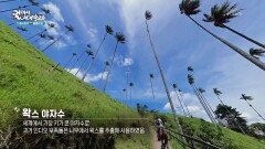 세상에서 가장 키가 큰 야자수가 있는 코코라 계곡 | KBS 260428 방송 