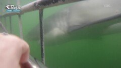 모셀베이 바다에서 상어를 보다 | KBS 260505 방송 
