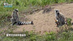 마다가스카르를 상징하는 동물을 볼 수 있는 안다시베의 여우원숭이 | KBS 260509 방송 