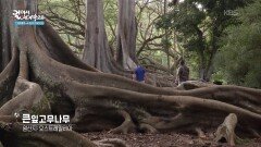 진귀한 나무와 꽃이 가득한 국립 열대 식물원, 앨러튼 가든 | KBS 260715 방송 
