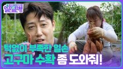 턱없이 부족한 일손, 고구마 수확 좀 도와줘! | KBS 251015 방송 